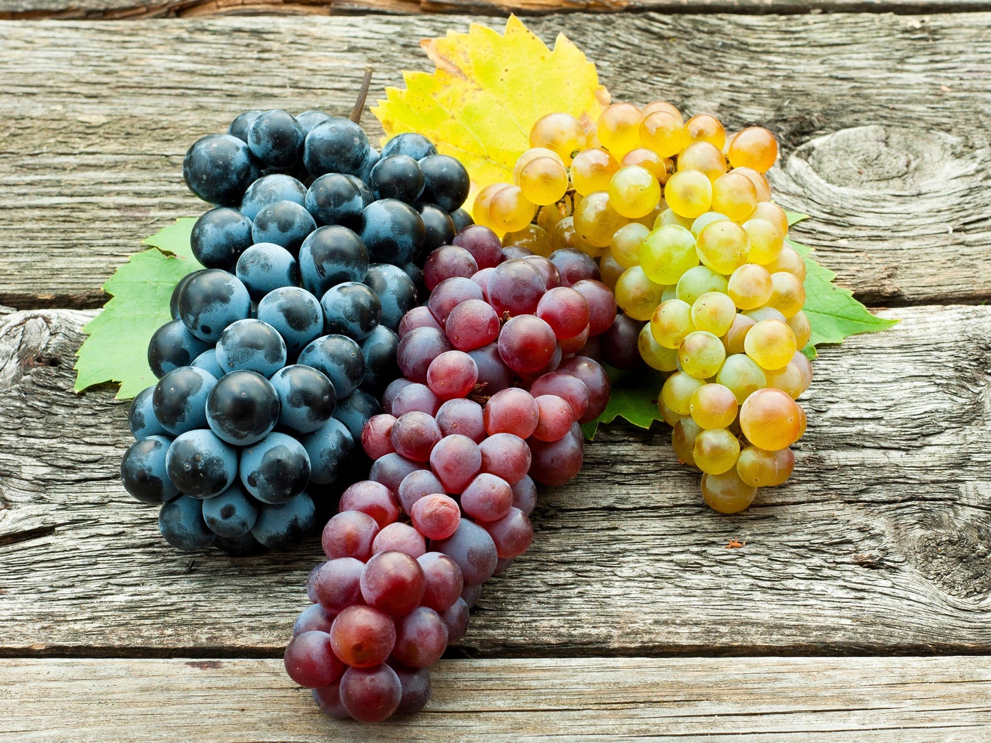 Astonishing” Effects of Grape Consumption and “Remarkable” Impacts on  Health and Lifespans