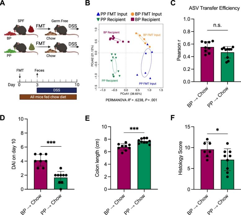 Scientists Discover That One Common Protein Source Makes Gut Inflammation Much Worse