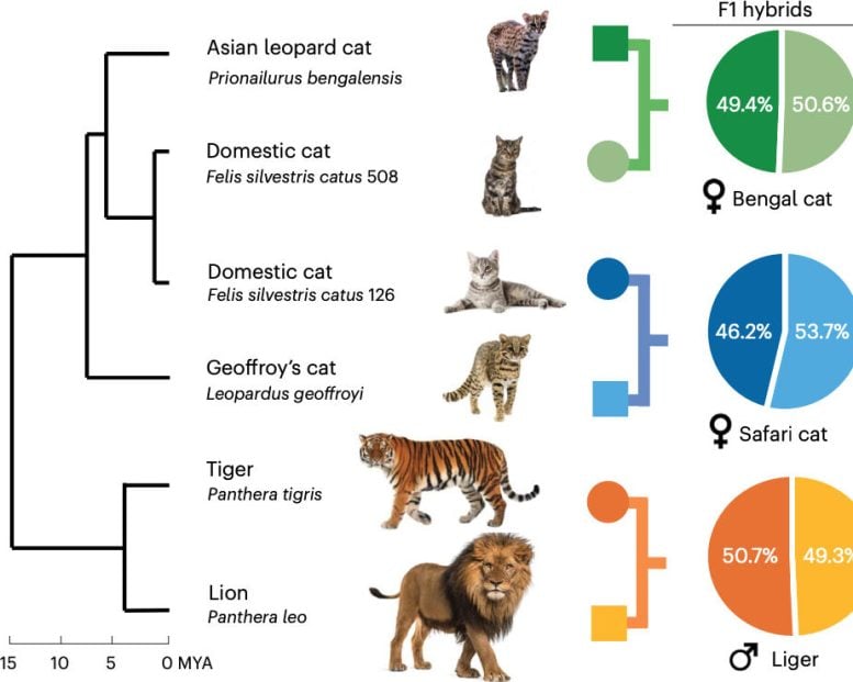 Graphic Depicting How Trio Binning Produces Parent Species Genomes From F1 Hybrids With an Evolutionary Timescale on the Left