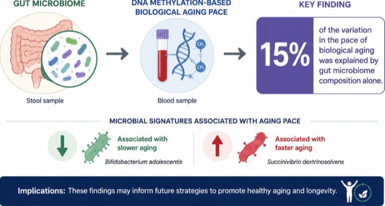 Graphic Illustration of Gut Microbiome and Aging