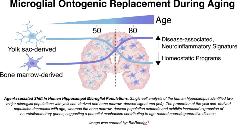 Graphic Microglial Population Shift During Aging