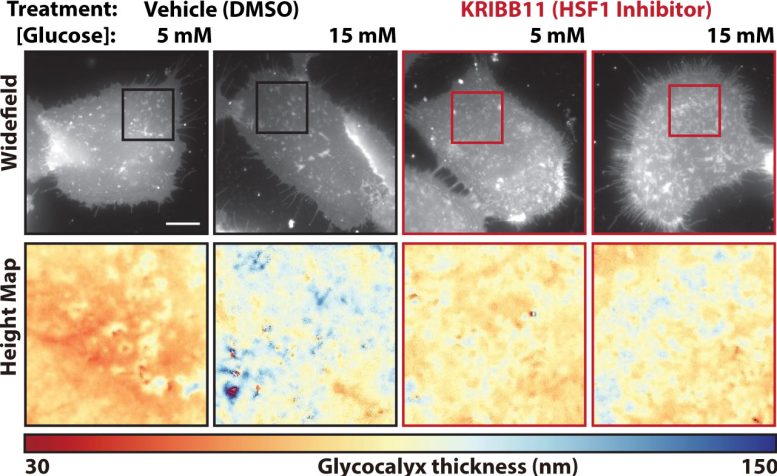 Graphic Showing HSF1 Dependent Glycocalyx Thickening
