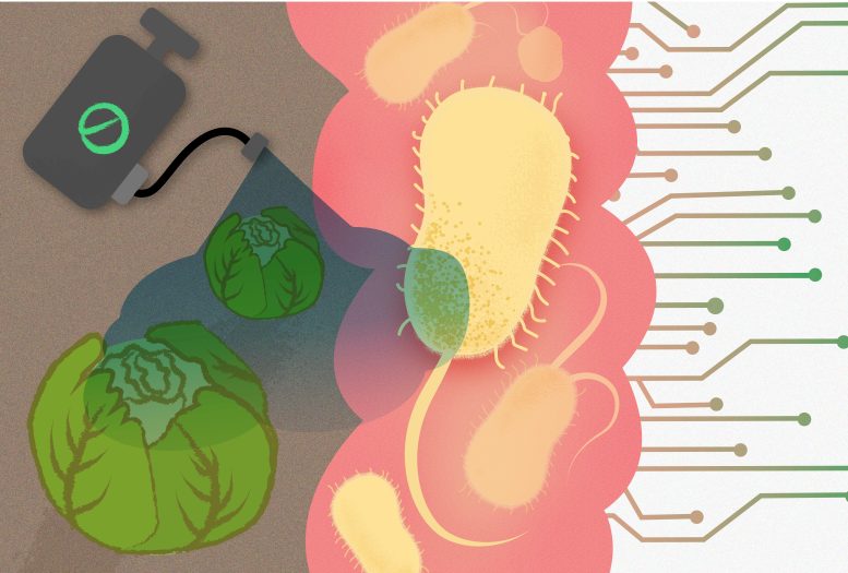 Graphic Showing Pesticides Affecting Gut Bacteria