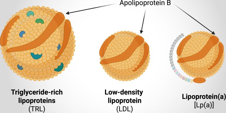 Graphic Showing Three Types of Lipoproteins