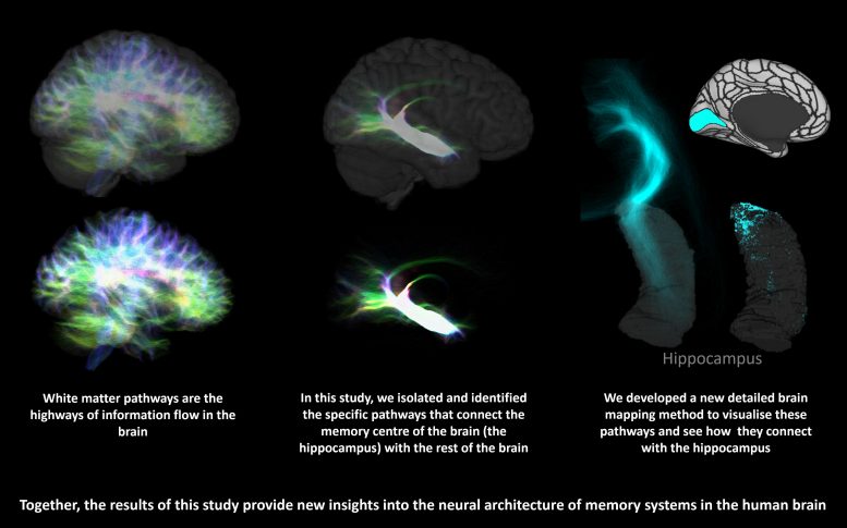 Graphic Showing the Hippocampus Mapping Processns