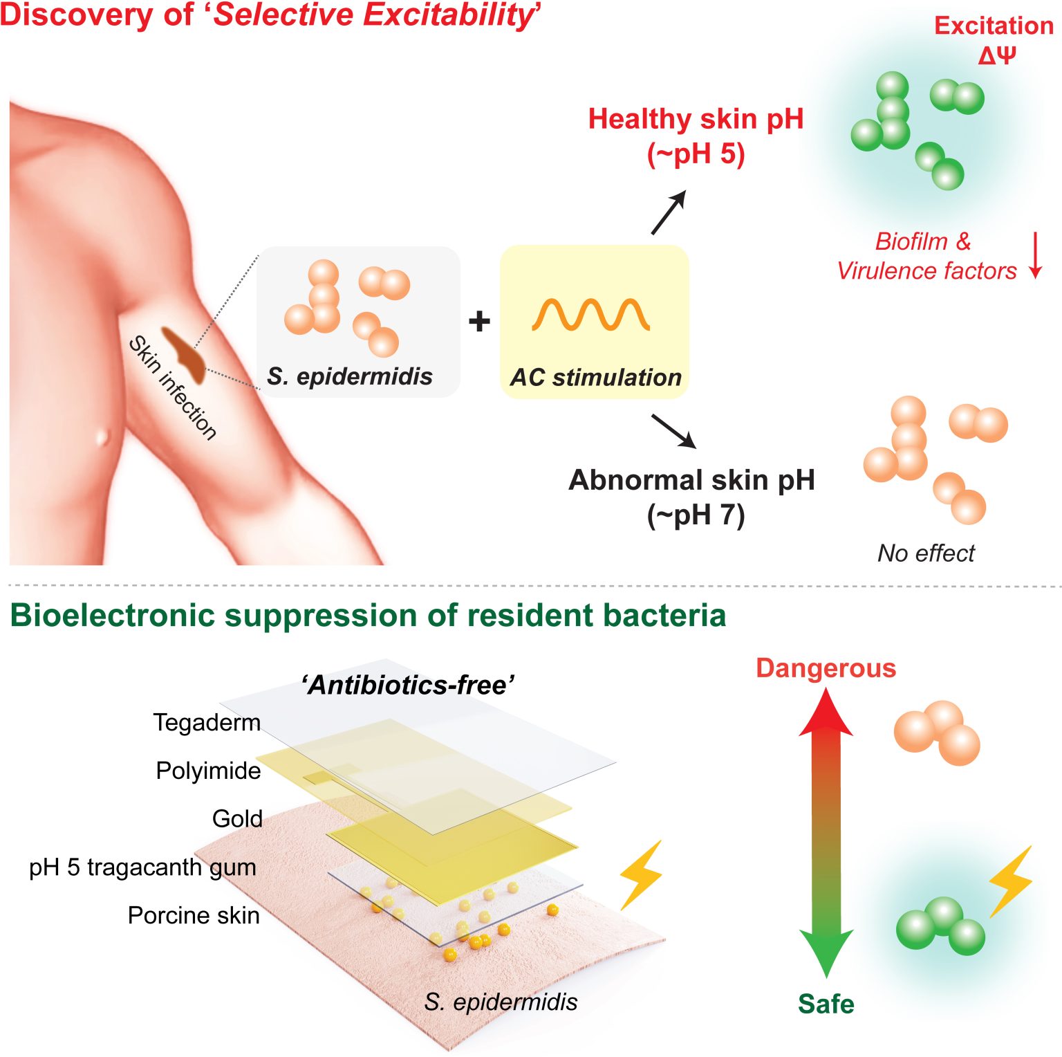 Bacteria Patch Cutting-Edge Bioelectronic Patch Offers Drug-Free Solution to Dangerous ...