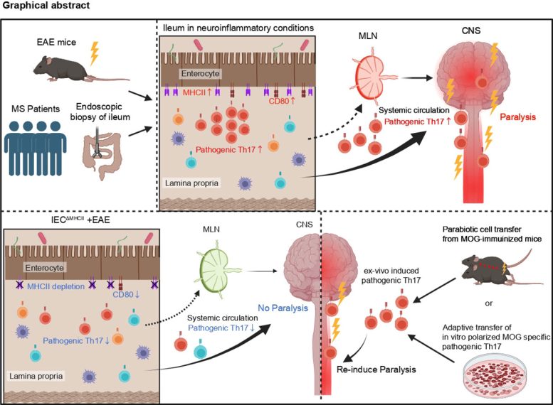 Graphical Abstract of Intestinal Th17 Pathway