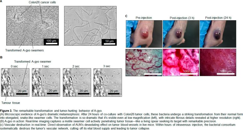 Graphical Data of A Gyo Transformation and Tumor Targeting