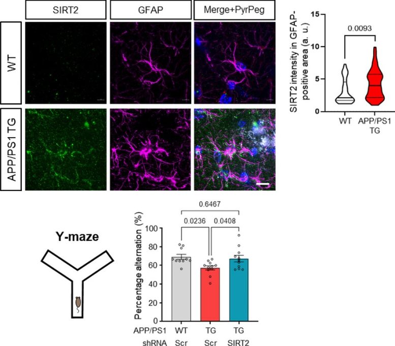 Graphs Show SIRT2 Levels, Astrocyte Activity, and Memory Performance in Alzheimer&rsquo;s Mice