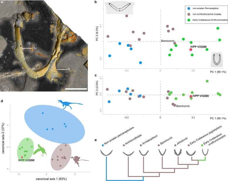 Graphs of a Possible Jurassic Ornithuromorph Furcula