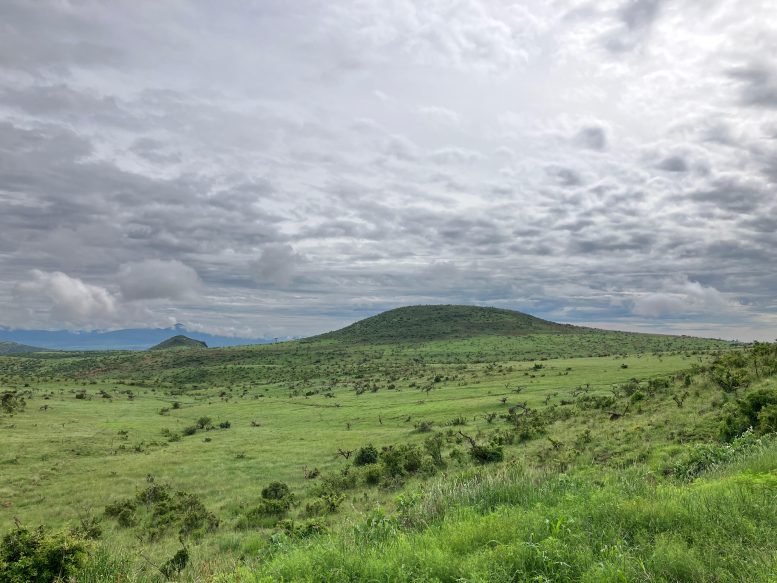 Grassland, Kenya