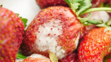 Say Goodbye to Spoiled Food With New Smart Packaging