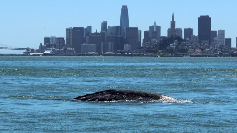 Gray Whale &lsquo;Ladybug&rsquo; Swimming in Central San Francisco Bay