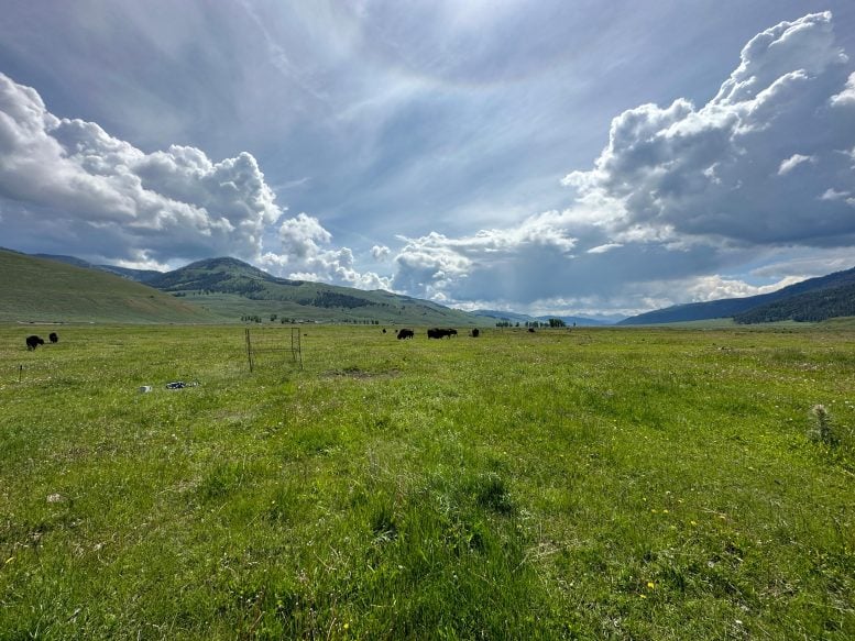 Grazing Lawn Site in the Lamar Valley