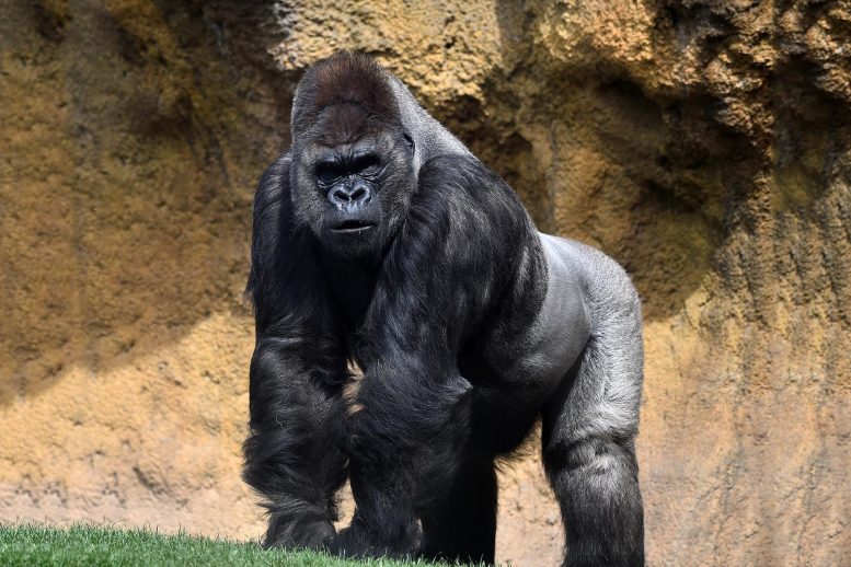 Great Ape Gorilla
