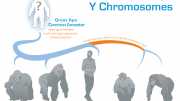 Great Ape Y Chromosome Evolution