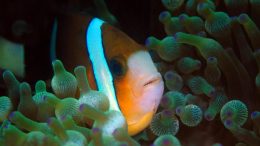 Great Barrier Reef Anemonefish