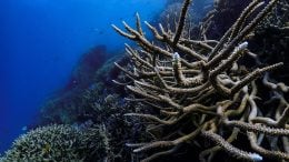 Great Barrier Reef Brown Coral