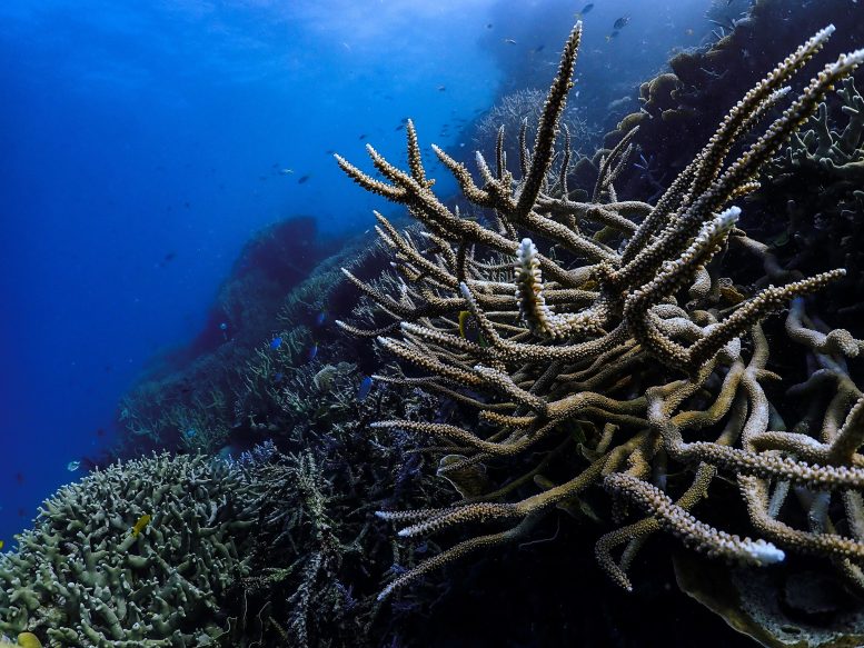Great Barrier Reef Brown Coral