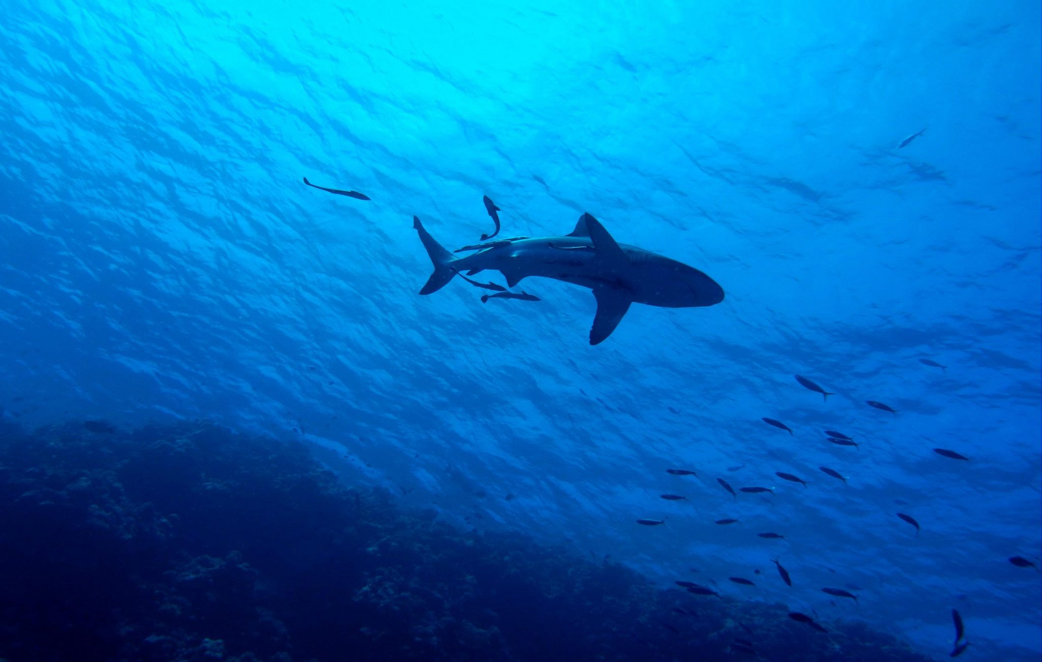 Нападение акул в шарм эль шейхе. Красное море акулы. Акулы в Средиземном море.