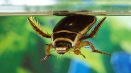 Great Diving Beetle