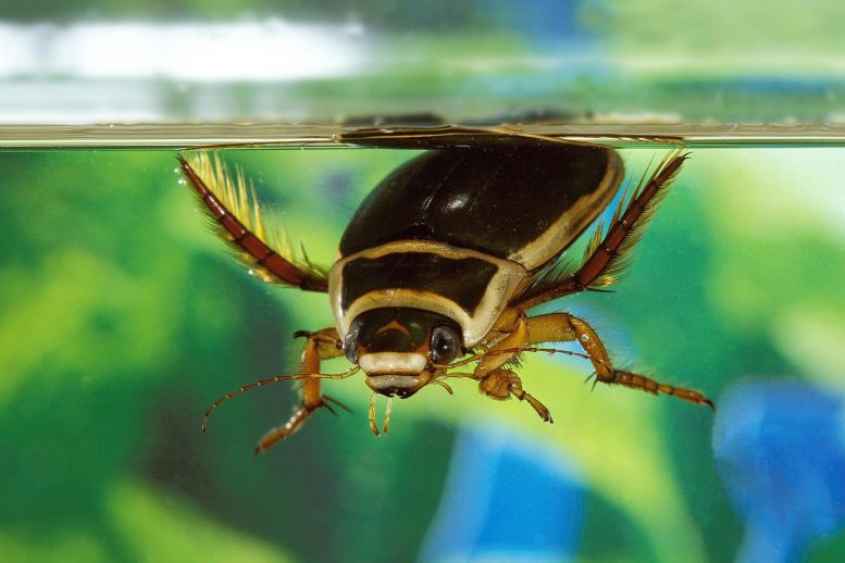 Great Diving Beetle