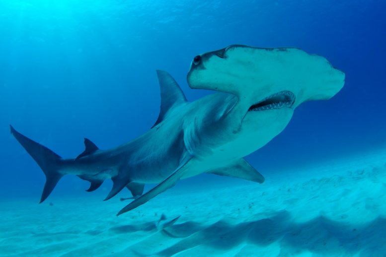 Great Hammerhead Shark Bahamas
