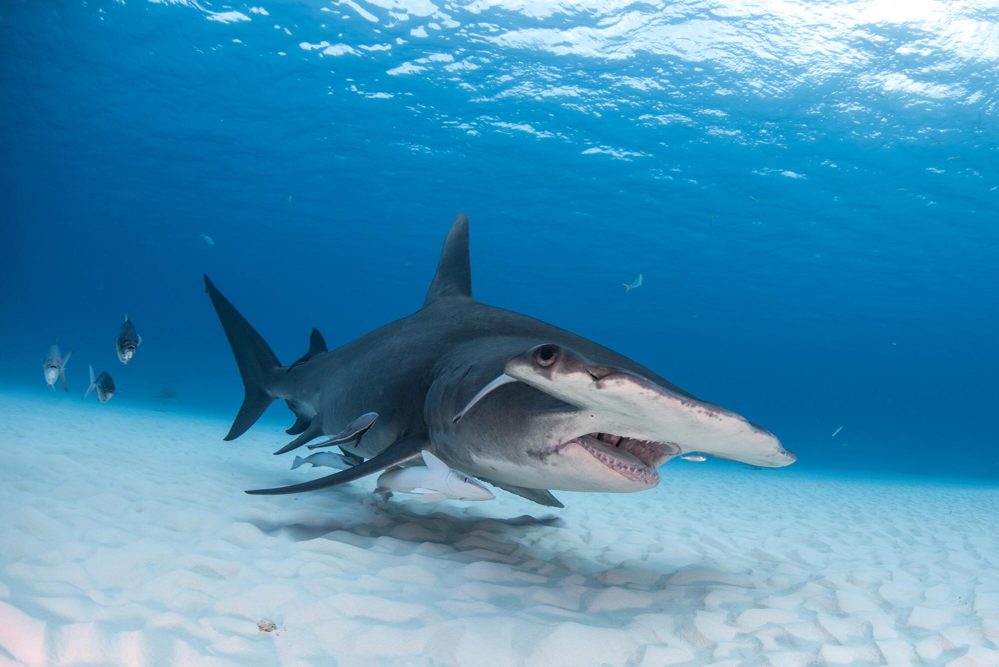 https://scitechdaily.com/images/Great-Hammerhead-Shark.jpg