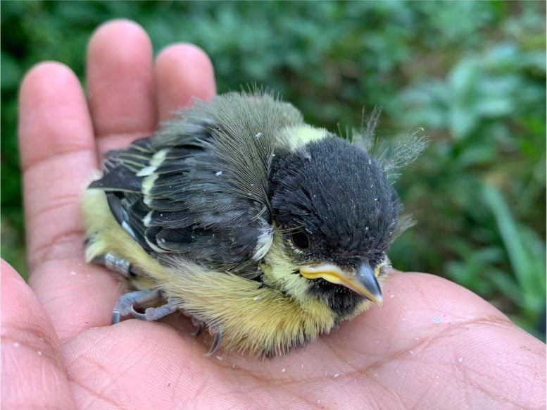 Extreme Weather Is Shrinking Baby Birds in a 60-Year Study