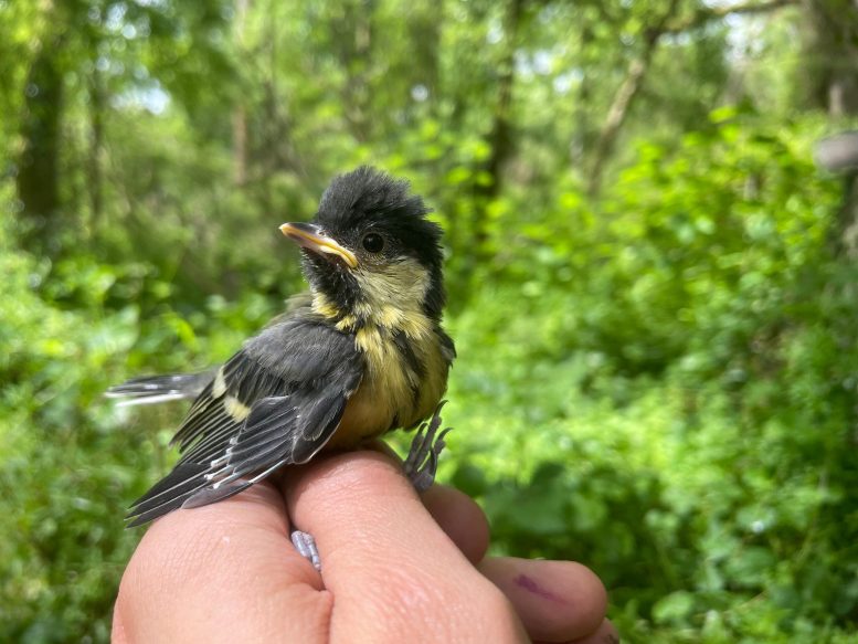 Great Tit Nestling in Hand