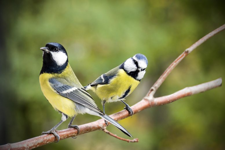 Great Tit and Blue Tit