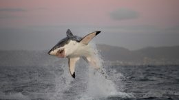 Great White Shark Breaching in False Bay, South Africa