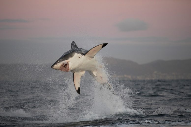 Great White Shark Breaching in False Bay, South Africa