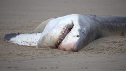 Great White Shark Carcass