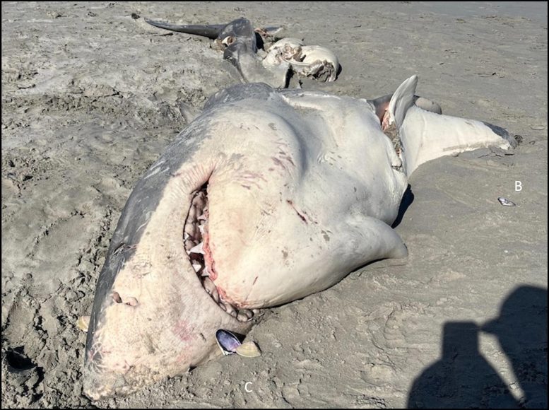 Great White Shark Carcass