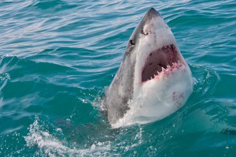 Sharks Are Overheating as Warming Oceans Push Them to the Edge