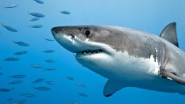 Great White Shark Fish Underwater