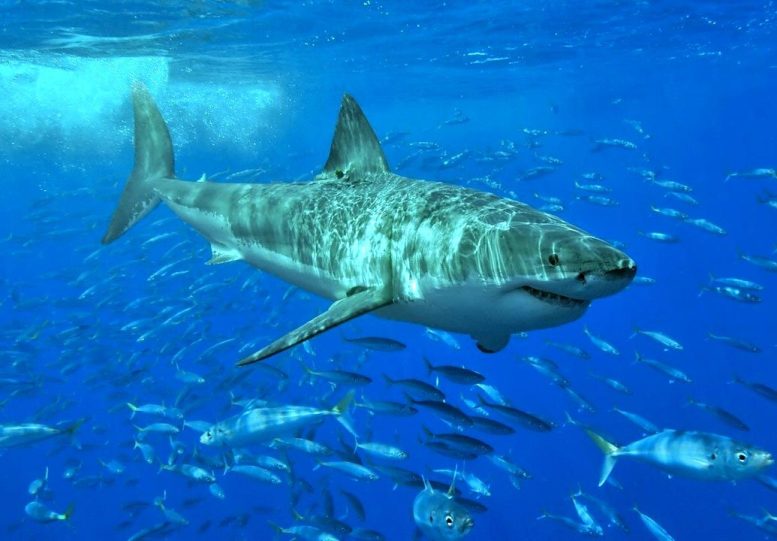 Great White Shark Megalodon Relative