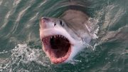 Great White Shark Open Mouth