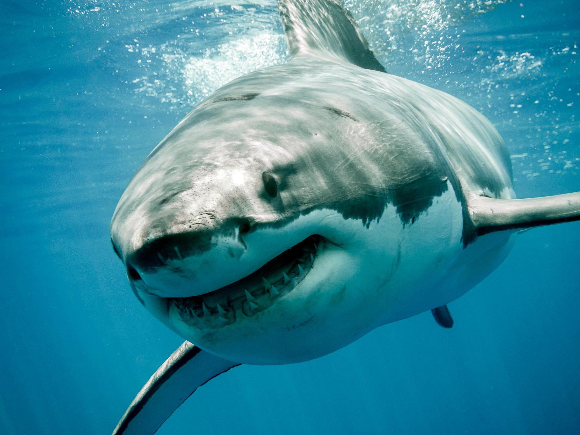 Great White Shark From Below