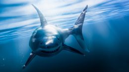 Great White Shark Swimming Underwater