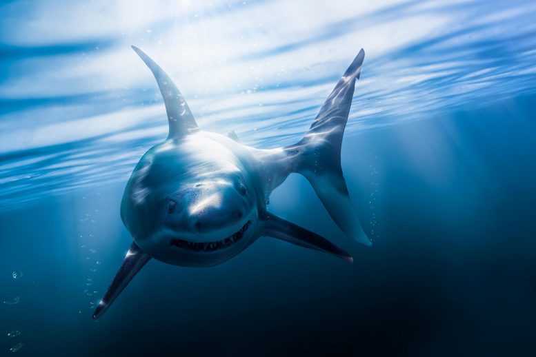 Grande tubarão branco nadando debaixo d'água