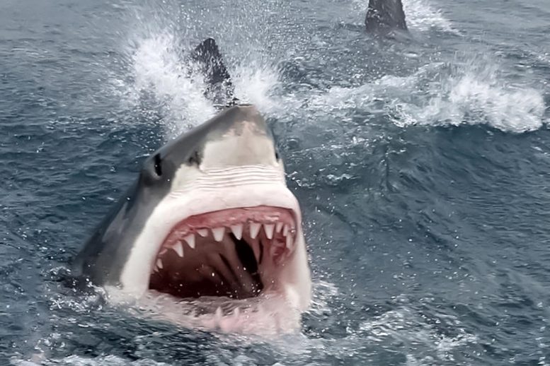 Great White Shark Teeth Mouth Open
