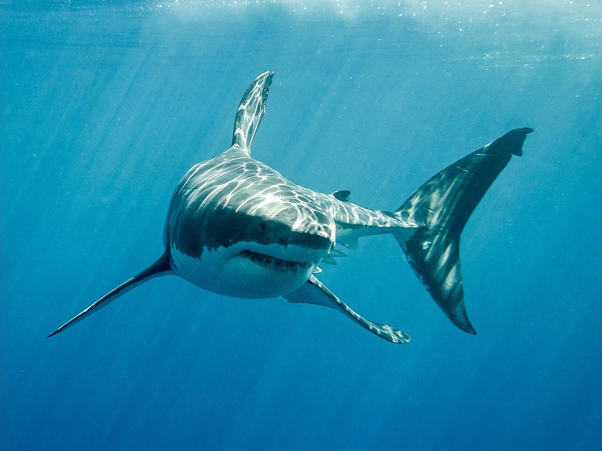 Great White Sharks Underwater
