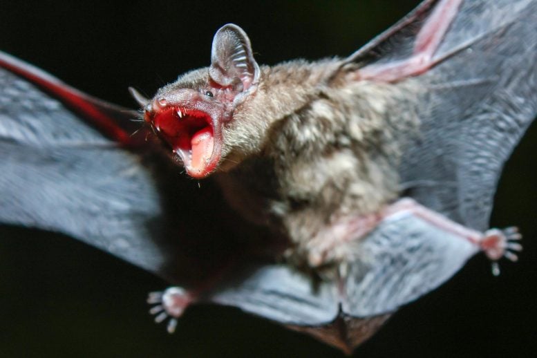 Greater Bamboo Bat (Tylonycteris robustula)
