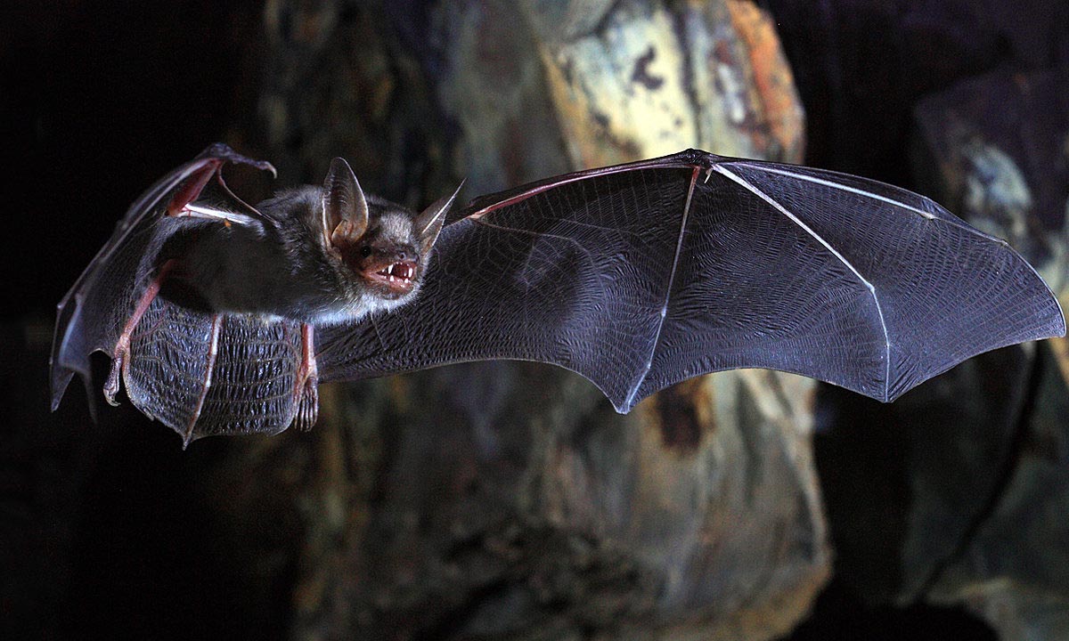 Raw Basis of Bats’ Unique Adaptations and Remarkable