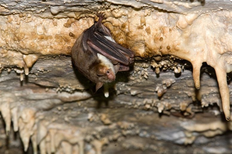 Greater Mouse-Eared Bat (Myotis myotis)