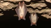 Greater Mouse-Eared Bats