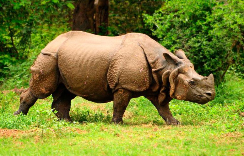 Rinoceronte com chifres maiores