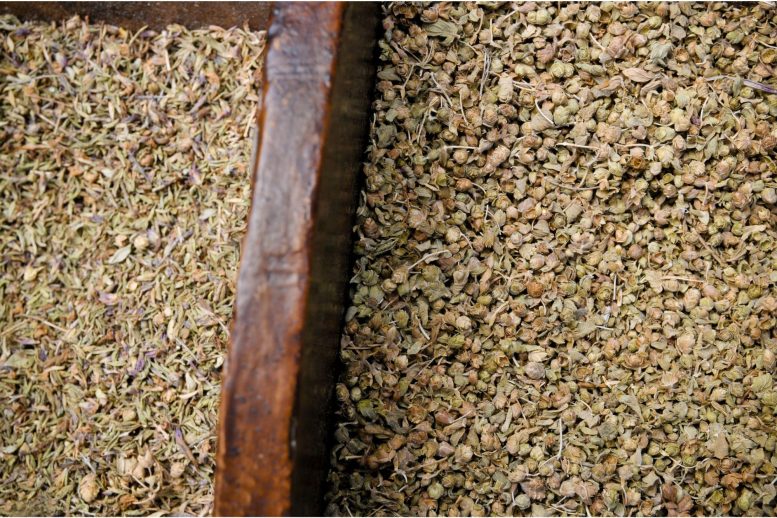 Greek Mountain Tea